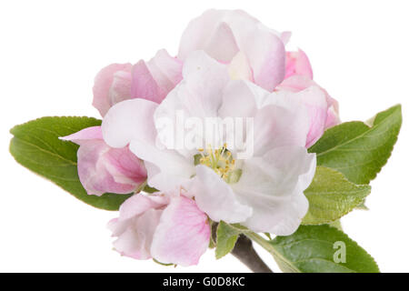 der Apfelbaum blüht Stockfoto