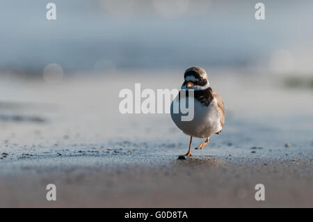 CHARADRIIFORMES Helgoland Stockfoto