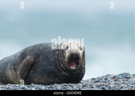 Graue Dichtung Helgoland Stockfoto