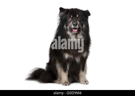 Finnische Lapphund vor einem weißen Hintergrund Stockfoto