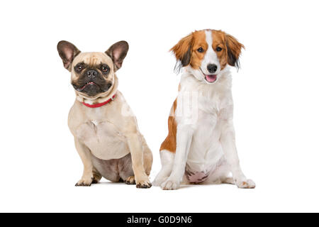 Französische Bulldogge und ein Kooikerhund Stockfoto