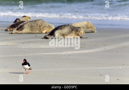 Eurasischen Austernfischer und Seehunde Stockfoto