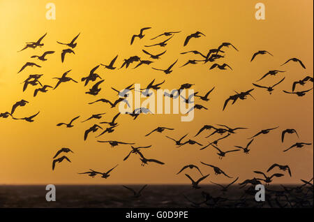 Eurasischen Austernfischer im Flug bei Sonnenuntergang Stockfoto