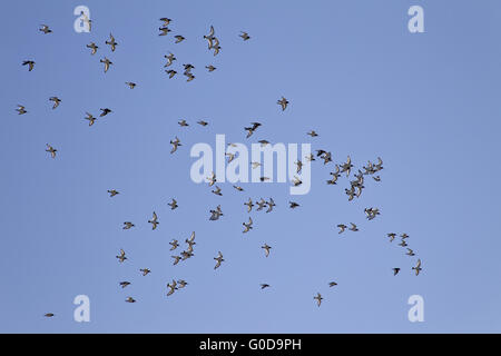 Austernfischer ist der Nationalvogel der Färöer Stockfoto