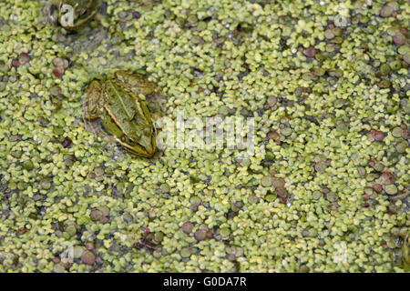 Green frog Stockfoto