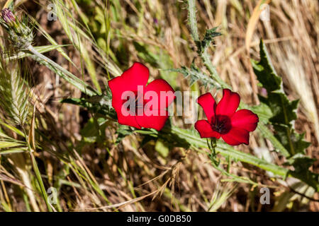 Linum Grandiflorum var. rubrum Stockfoto