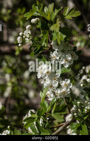 Crataegus monogyna Stockfoto