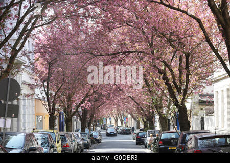 Bonn-Blüten-Gasse Stockfoto