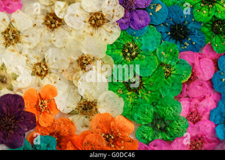 Dekorative Montage Zusammenstellung von bunten getrockneten Frühlingsblumen (lila Stockfoto