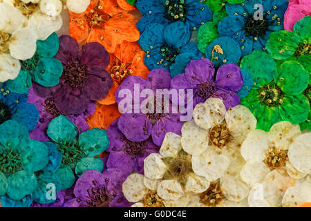 Dekorative Montage Zusammenstellung von bunten getrockneten Frühlingsblumen (lila Stockfoto