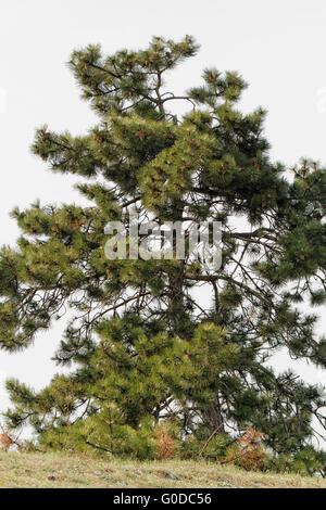 Foto von einem großen Baum in der Mitte von nirgendwo Stockfoto