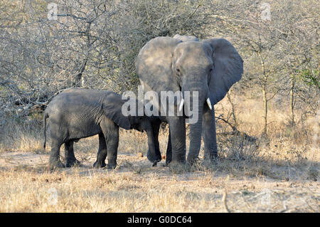 Elefanten-Kuh mit Kalb Stockfoto