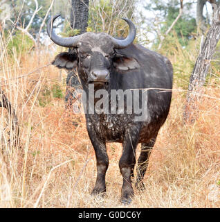 Kaffernbüffel wild in Afrika Stockfoto
