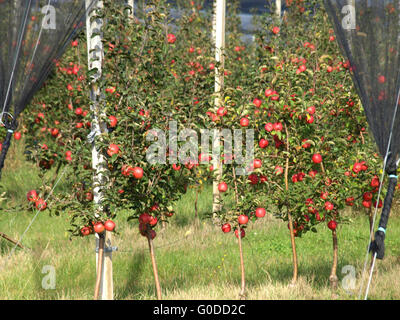 Apfelplantage Stockfoto
