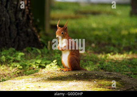 Eichhörnchen auf den Hinterbeinen stehend Stockfoto