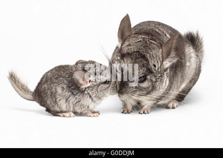 Küssen von Mama und Baby Chinchilla in Vorderansicht auf weiß Stockfoto