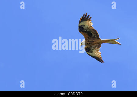 Rotmilan Stockfoto