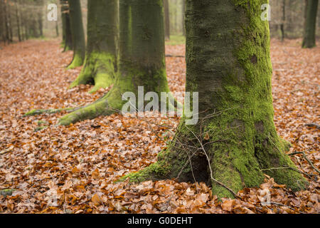 Grün, mit Moos bedeckten Baum Füße Stockfoto