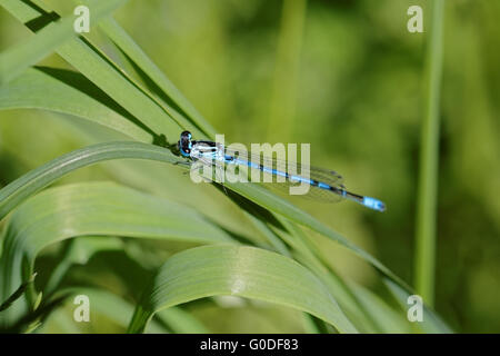 Azure Damselfly Stockfoto