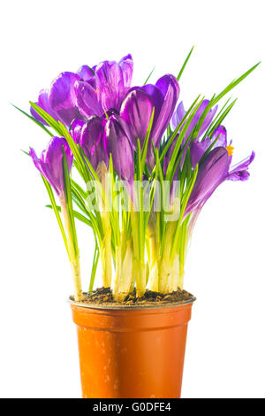 Bouquet von lila Krokus im Keramiktopf Stockfoto