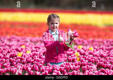 Lola Ward, 8, Kommissionierung Tulpen in einem Feld in der Nähe von King's Lynn in Norfolk am Freitag, 8. April, in Großbritanniens letzten verbleibenden Blumenfeldern. Stockfoto