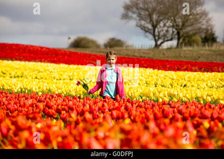 Lola Ward, 8, Kommissionierung Tulpen in einem Feld in der Nähe von King's Lynn in Norfolk am Freitag, 8. April, in Großbritanniens letzten verbleibenden Blumenfeldern. Stockfoto