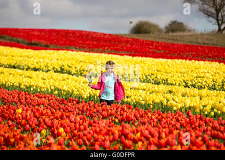 Lola Ward, 8, Kommissionierung Tulpen in einem Feld in der Nähe von King's Lynn in Norfolk am Freitag, 8. April, in Großbritanniens letzten verbleibenden Blumenfeldern. Stockfoto