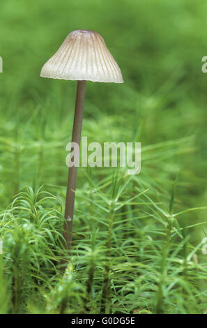 Milch Tropfen-Mycena secludes weißlich milchigen Saft Stockfoto