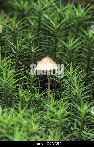 Milch Tropfen-Mycena secludes weißlich milchigen Saft Stockfoto