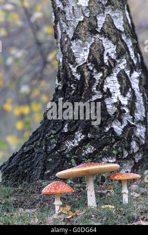 Fliegenpilz aus einigen Kulturen als Intoxiccant verwendet Stockfoto