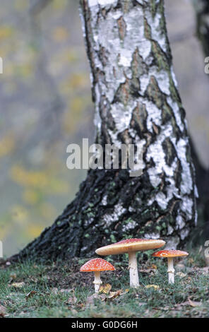 Fliegenpilz aus einigen Kulturen als Intoxiccant verwendet Stockfoto