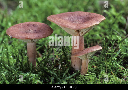 Rufous Milkcap ist ungenießbar Stockfoto