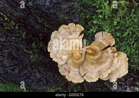 Bitter Oysterling sind in der Lage, bioluminescense Stockfoto