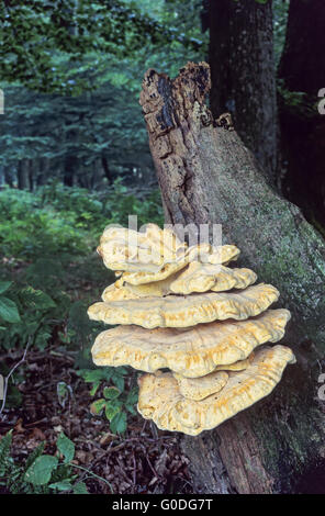 Schwefel Polypore juvenile Form essbar Stockfoto