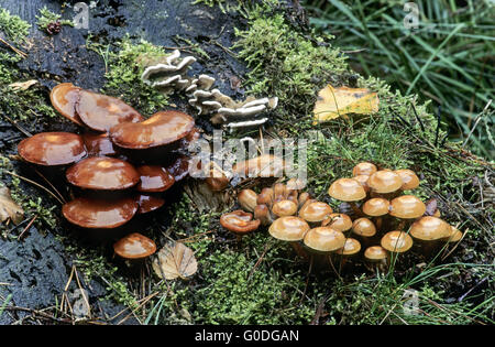 Ummantelten Stockschwämmchen auf eine Birke Stamm Stockfoto