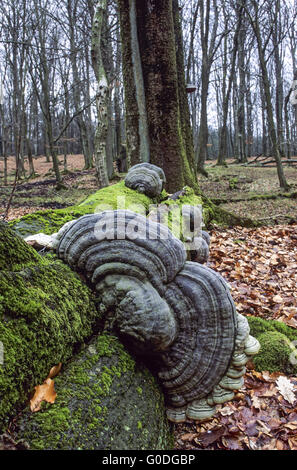 Zunderschwamm in der Vergangenheit als Zunder verwendet Stockfoto