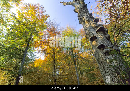 Zunder Halterung am Stamm einer Buche Stockfoto