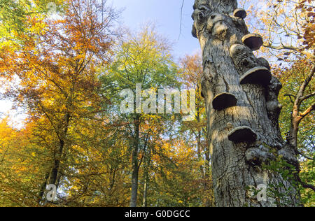 Zunder Halterung am Stamm einer Buche Stockfoto