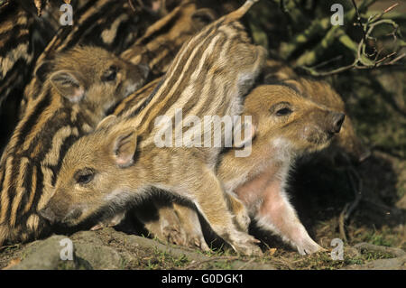 Wildschwein-Ferkel spielerisch kämpfen Stockfoto