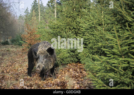 Wildschwein-Sau sucht Nahrung am Waldrand Stockfoto
