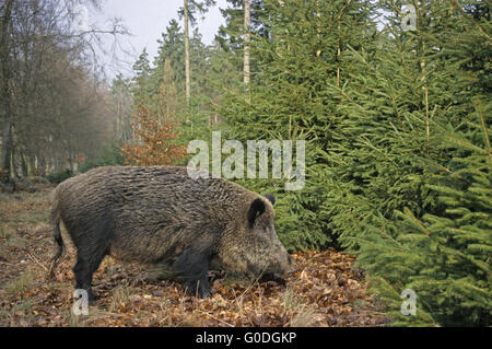 Wildschwein-Sau sucht Nahrung an einem Waldrand Stockfoto