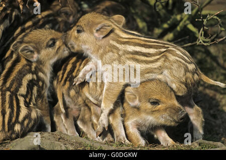 Wildschwein-Ferkel spielerisch kämpfen Stockfoto