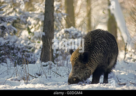 Wildschwein sucht Essen auf einer verschneiten Waldlichtung Stockfoto