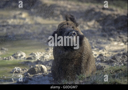 Wildschwein Sau nimmt ein Schlammbad in ein wälzen Stockfoto