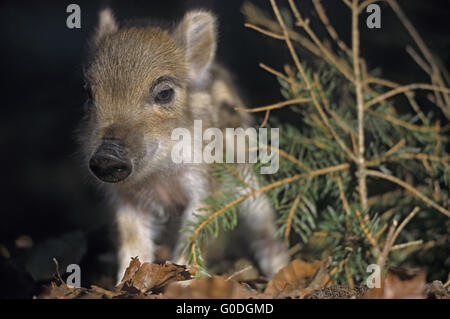 Wildschwein-Ferkel auf Entdeckungstour Stockfoto