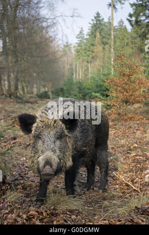 Wildschwein-Sau sucht Nahrung an einem Waldrand Stockfoto