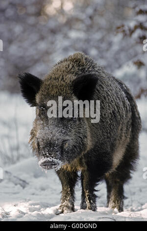 Wildschwein Keiler auf einem verschneiten überdachte Waldlichtung Stockfoto