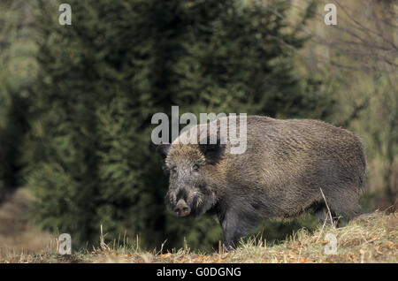 Wildschwein-Sau sucht Nahrung am Waldrand Stockfoto
