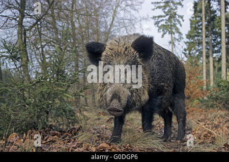Wildschwein-Sau sucht Nahrung an einem Waldrand Stockfoto