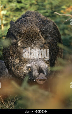 Wildschwein Keiler und Sau in der Brutzeit Stockfoto